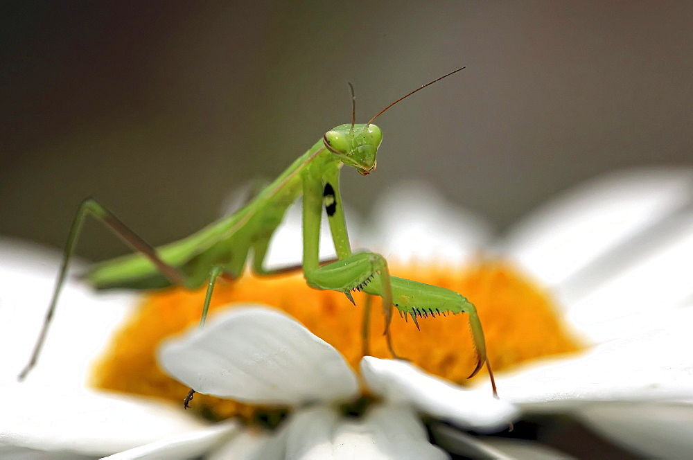 Close up of a Praying Mantis on daisy, Ontario