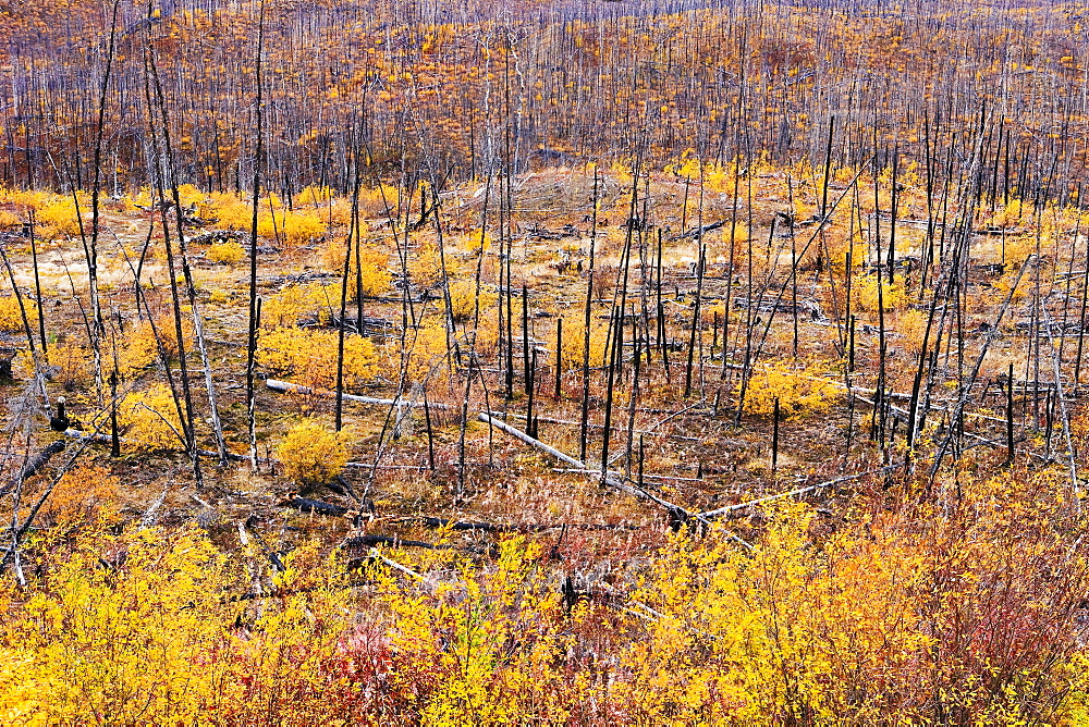 Destruction and re-growth after forest fire along Klondike Highway, Yukon