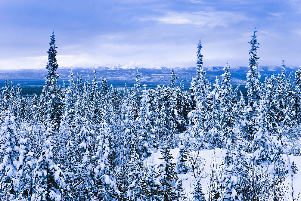 Snow-covered and Richardson Mountains at dawn along Dempster Highway, Yukon