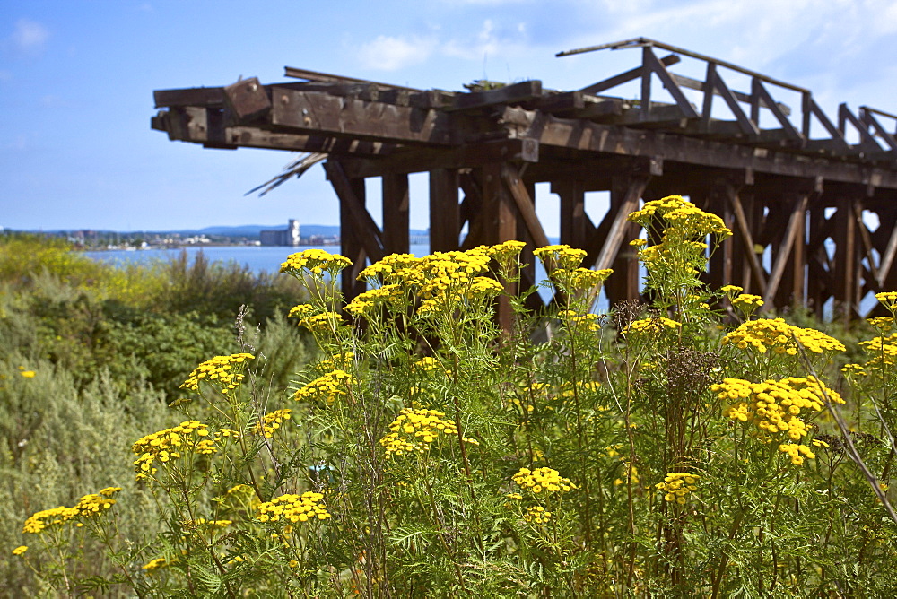 Wildflowers and abandoned bridge on Lake Superior, Thunder Bay, Ontario