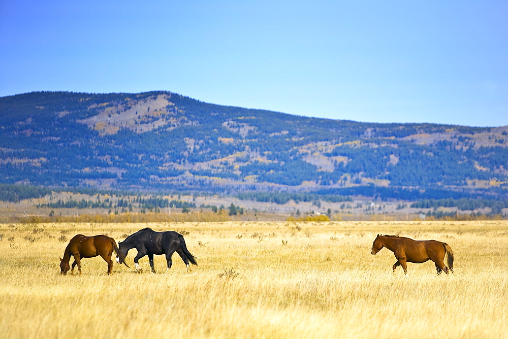 Horses in the foothills, Kananaskis Country, Alberta