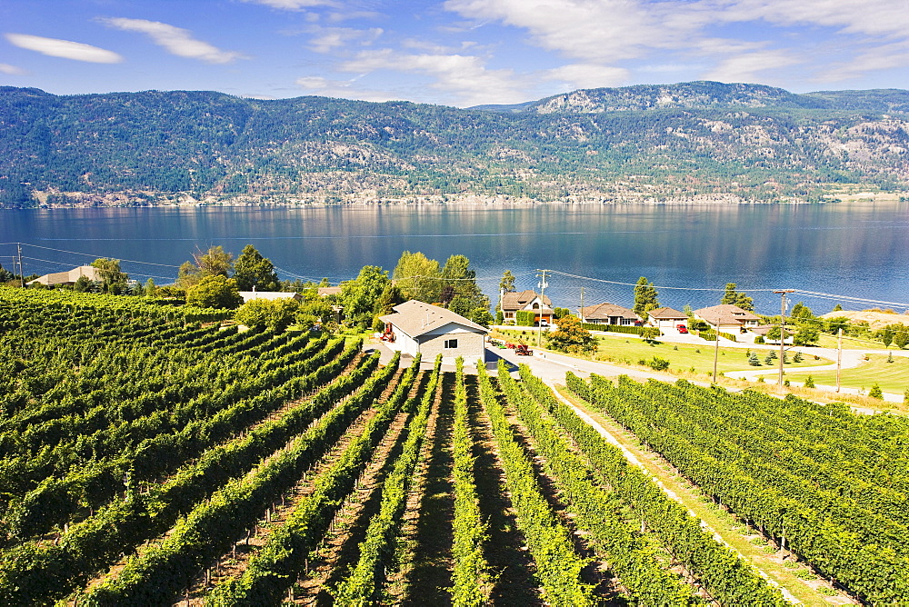 Vineyard and Okanagan lake, Okanagan Centre, British Columbia