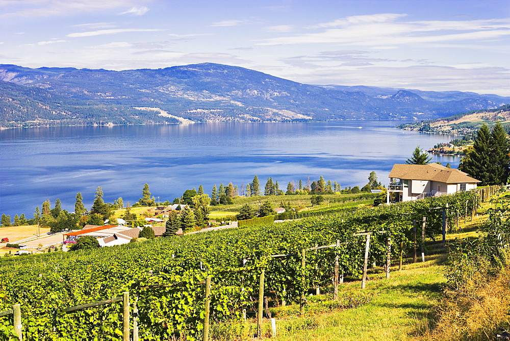 Vineyard and Okanagan lake, Okanagan Centre, British Columbia