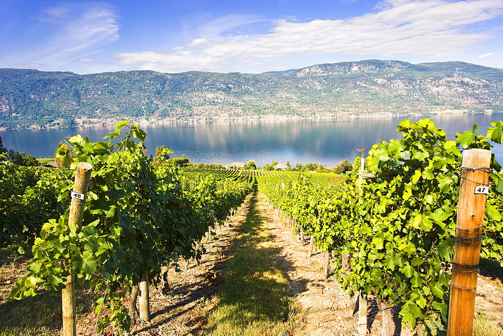 Vineyard and Okanagan lake, Okanagan Centre, British Columbia