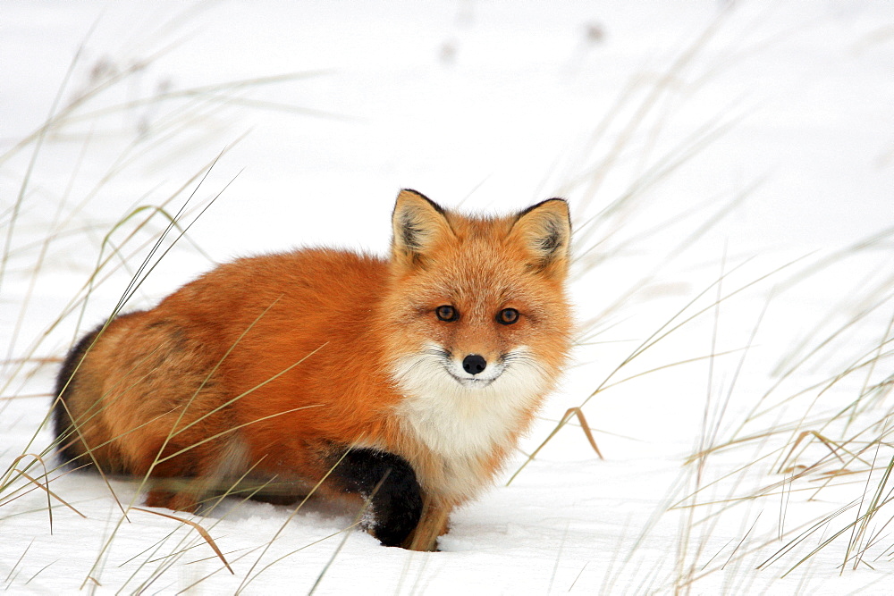 Red fox in snow, Churchill, Manitoba
