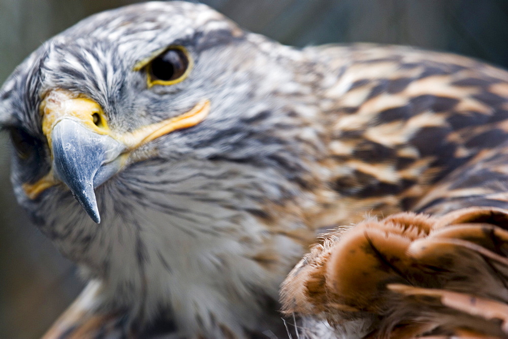 Falcon at Forestry Farm, Saskatoon, Saskatchewan