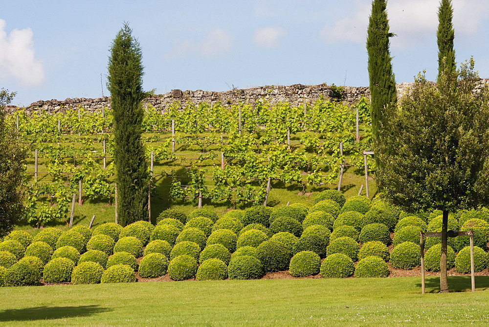 Cedars of Lebanon in the garden and vineyard of the Chuteau de Amboise, Amboise, France