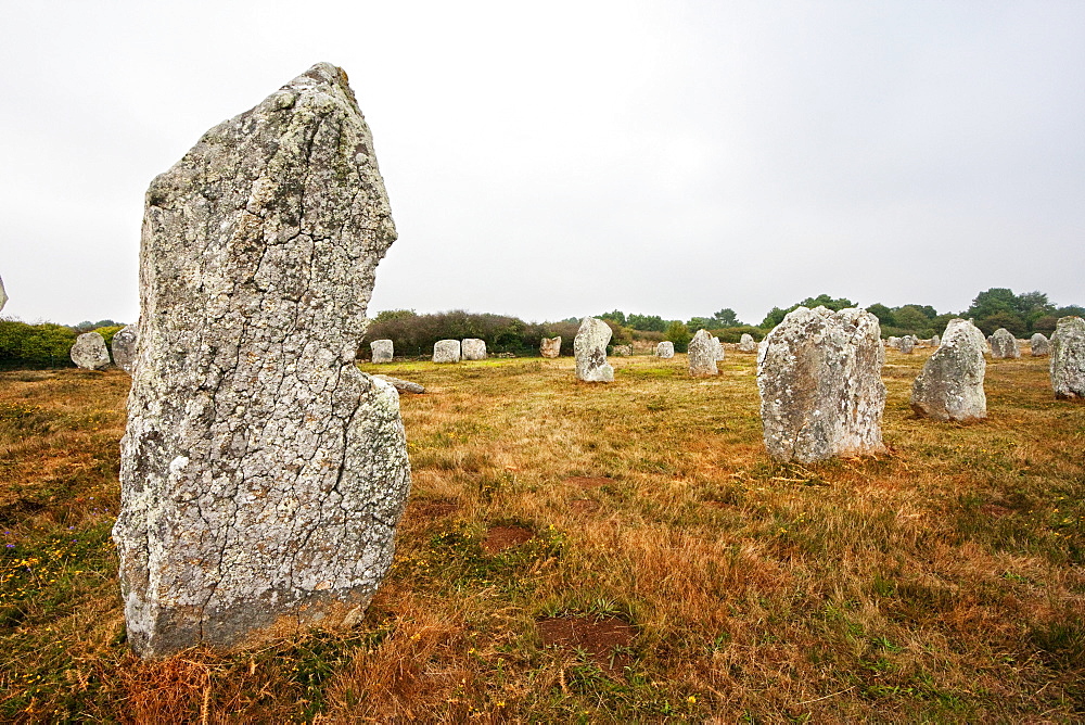 Menhirs in the Le Munec alignments, Carnac, Morbihan, France