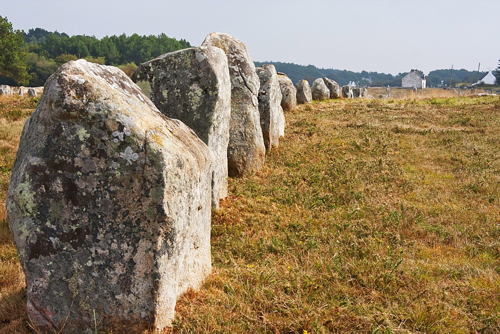 Menhirs in the Le Munec alignments, Carnac, Morbihan, France