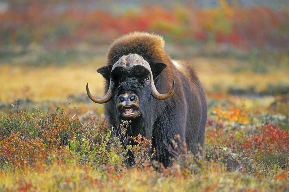 Tk0034, Thomas Kitchin; Muskox On Arctic Tundra. Northwest Territories, Canada. Autumn. Ovibos Moschatus.