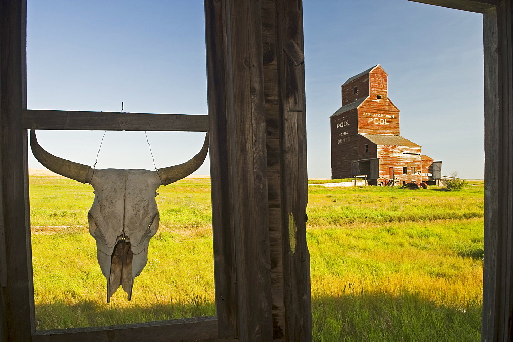 Cow skull hanging from an old window frame with an abandoned grain elevator in the background, ghost town of Bents, Saskatchewan