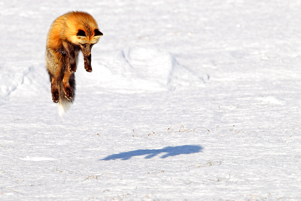 A cross fox leaps into the air while hunting for mice, Dempster Highway, Yukon, Canada