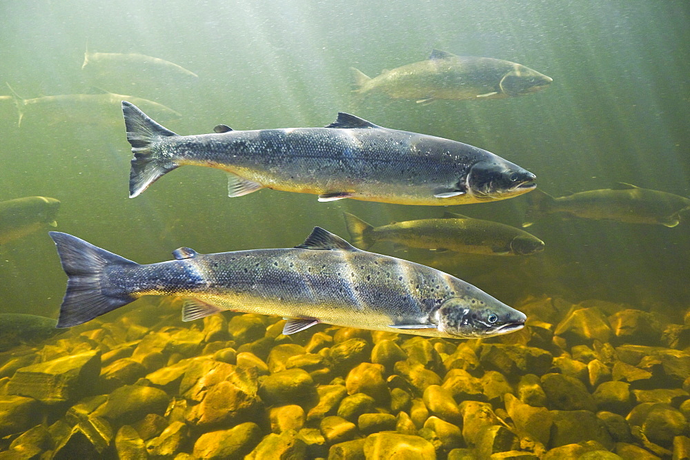 Atlantic Salmon adults migrate from salt water of North Atlantic Ocean upstream through freshwater of their natal river to reach spawning grounds, Exploits River, Newfoundland