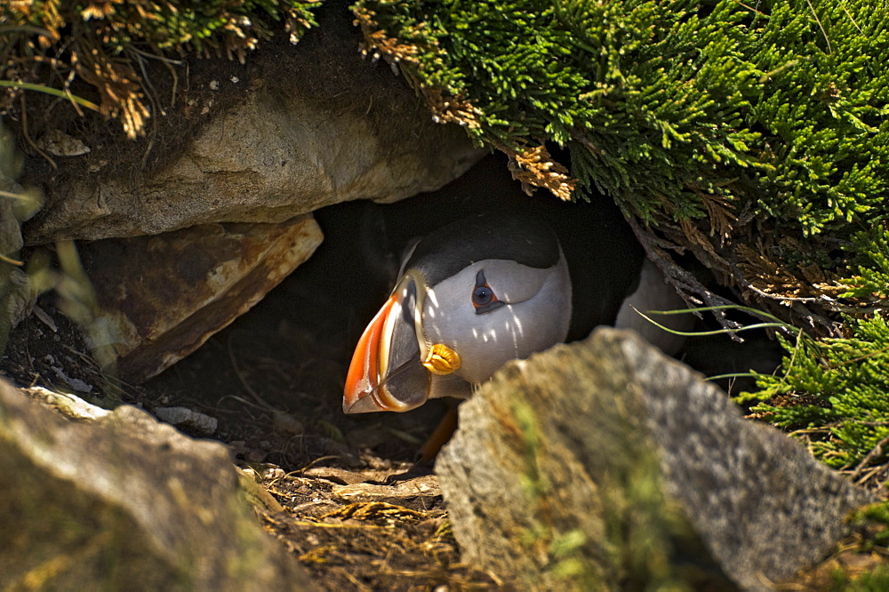 Atlantic Puffin in breeding plumage, July, Newfoundland