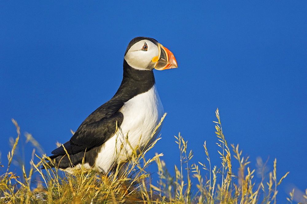 Atlantic Puffin in breeding plumage, July, Newfoundland