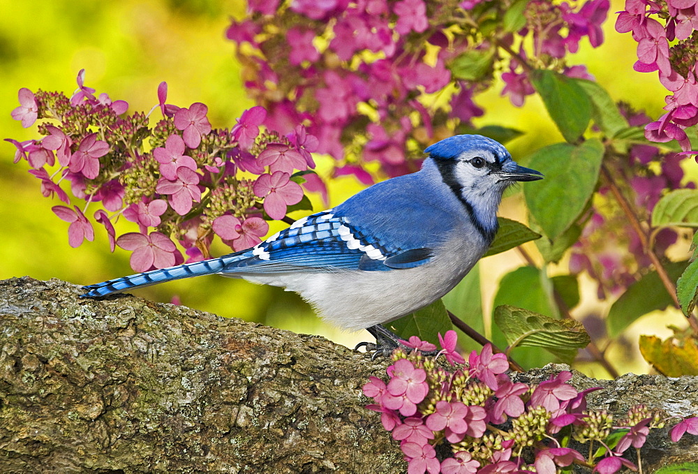 Blue Jay in backyard garden in autumn, Nova Scotia