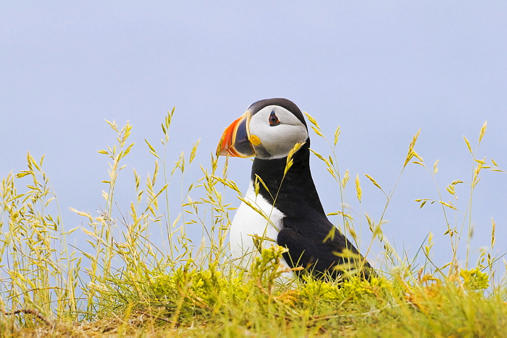 Atlantic Puffin in breeding plumage, July, Newfoundland