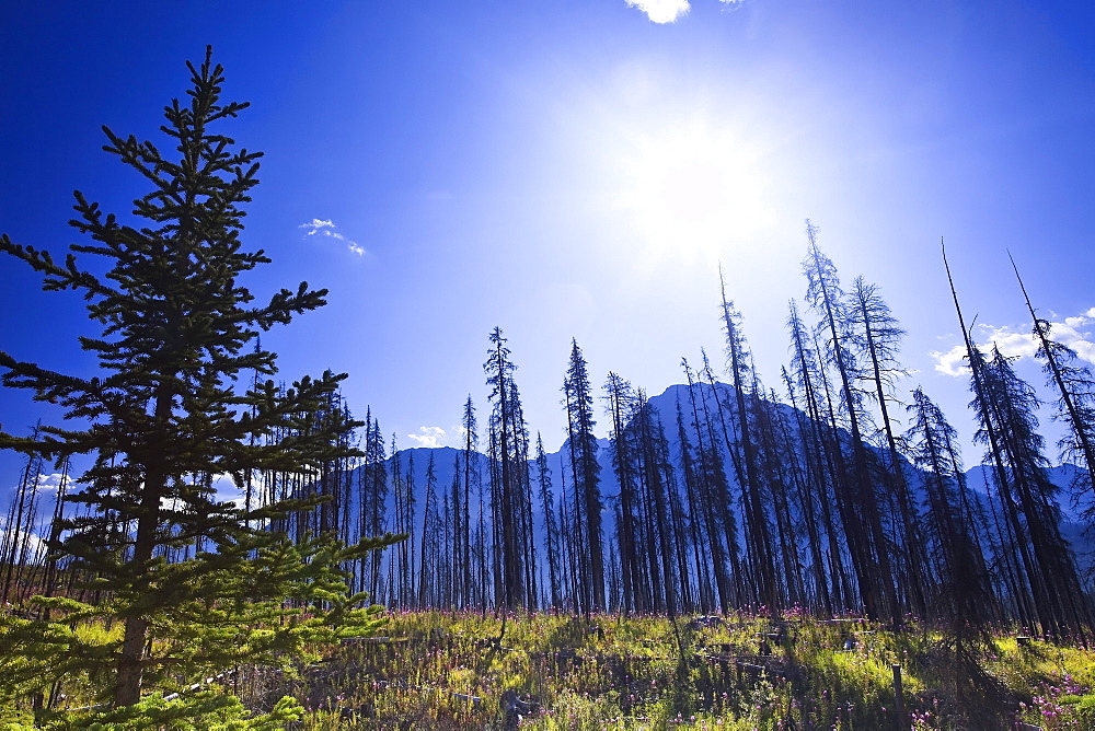 Forest renewal and destruction after wildfire, Kootenay National Park, British Columbia