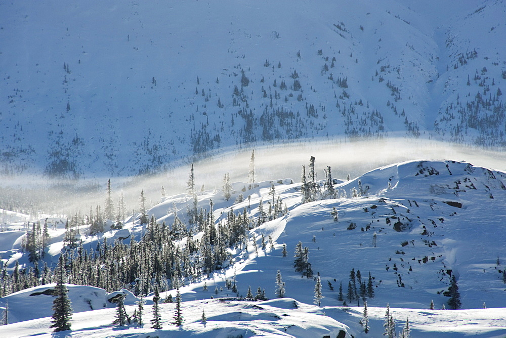 Winter landscape of small trees and fog at skagway summit, Yukon, British Columbia border, Canada