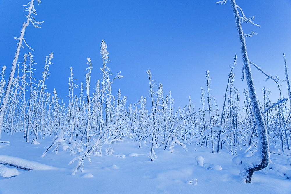 Boreal forest burnt in fire, Dempster Highway, Yukon