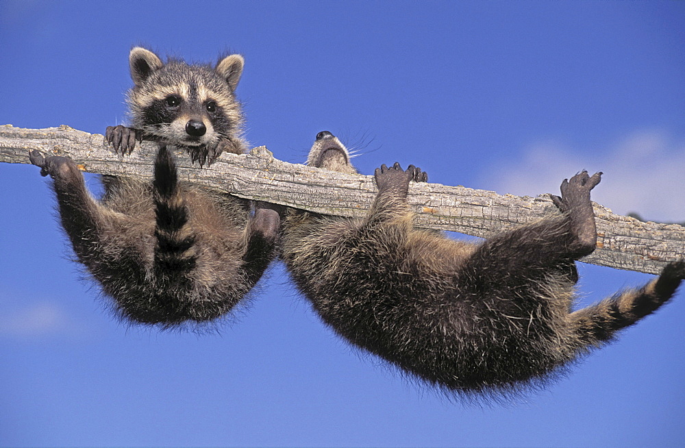 Tk0343, Thomas Kitchin; Young Racoons Exploring Snag Tree. Summer. North America. Procyon Lotor.