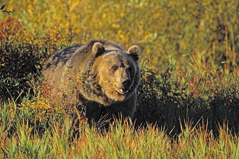 Tk0599, Thomas Kitchin; Grizzly Bear. Autumn. Rocky Mountains. Ursus Arctos.