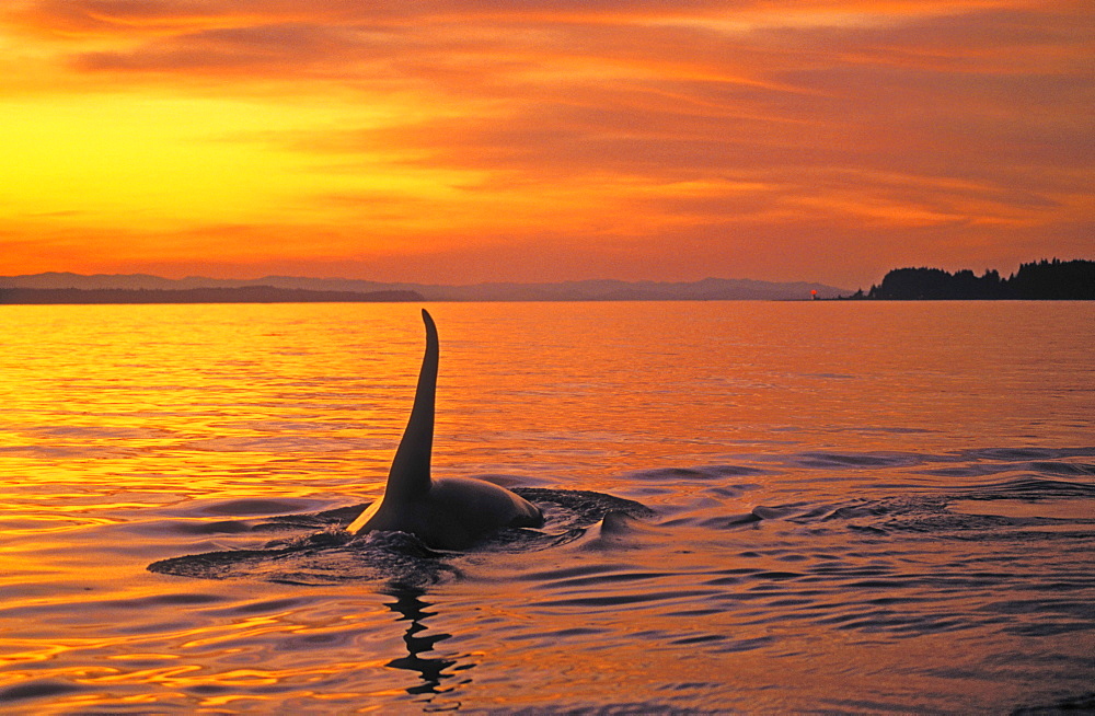 Tk0628, Thomas Kitchin; Orca/Killer Whale. Johnstone Strait, British Columbia. Canada. Orcinus Orca.