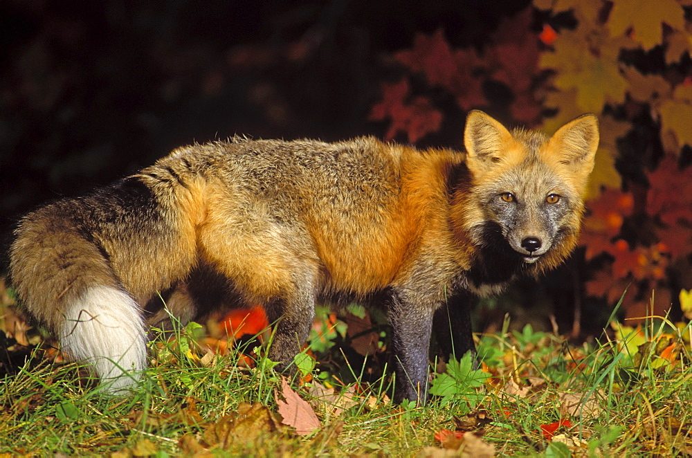 Tk0643, Thomas Kitchin; Red Fox In Autumn Maples. Cross Colour Phase. Minnesota. Vulpes Vulpes.