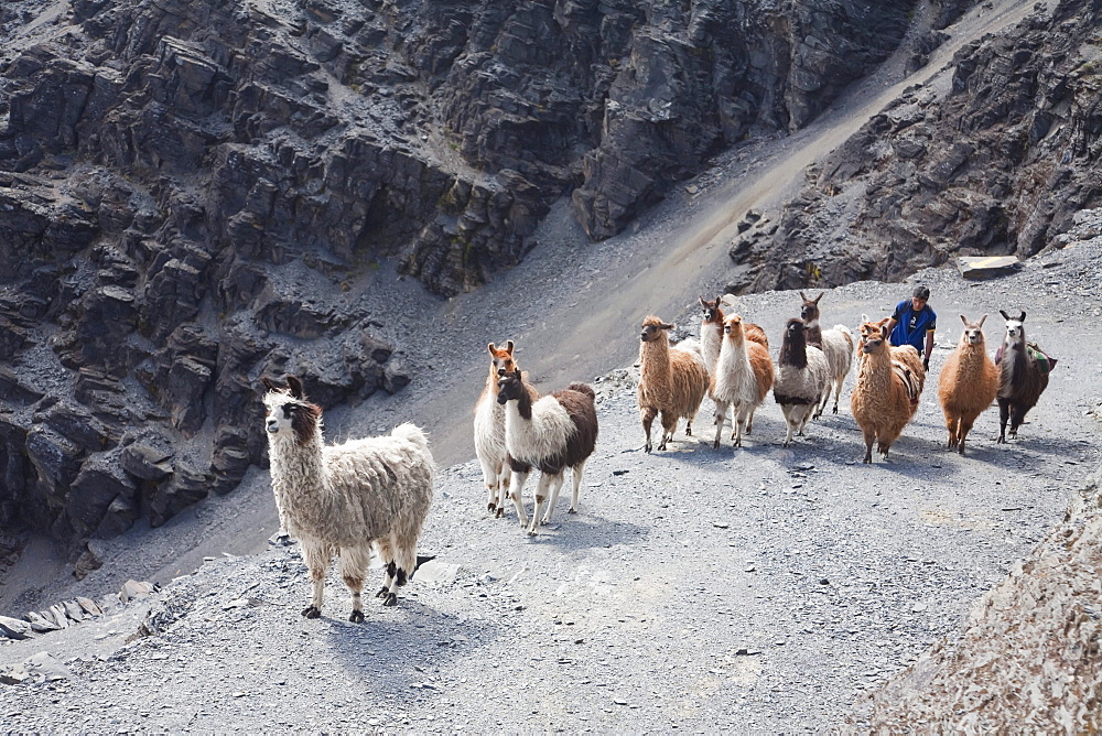 Aymara boy herding a llama train on the El Choro pre-Columbian road in the Cordillera Real, La Paz Department, Bolivia