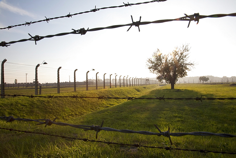 Barbed wires and tree, Auschwitz-Birkenau Concentration Camp, Oswiecim, Malopolska, Poland