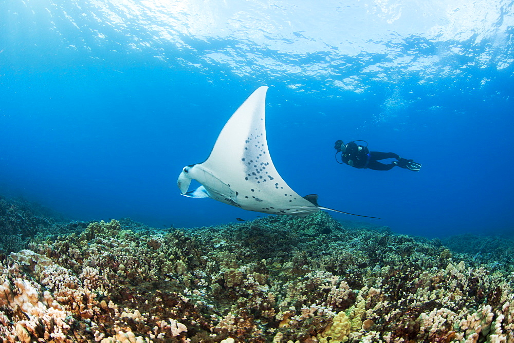 Hawaii, Maui, Reef Manta Ray (Manta alfredi) cruises over the shallows off Ukumehame.