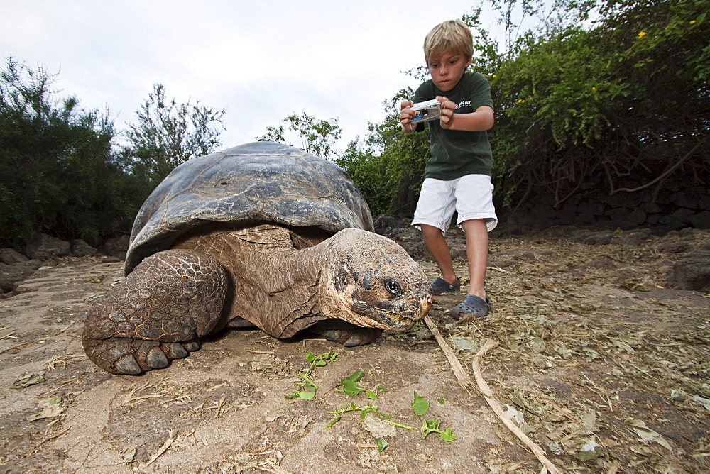 Ecuador, Galapagos Archipelago, Santa Cruz Island, Young boy photographing Galapagos Giant Tortoise (Geochelone elephantopus).