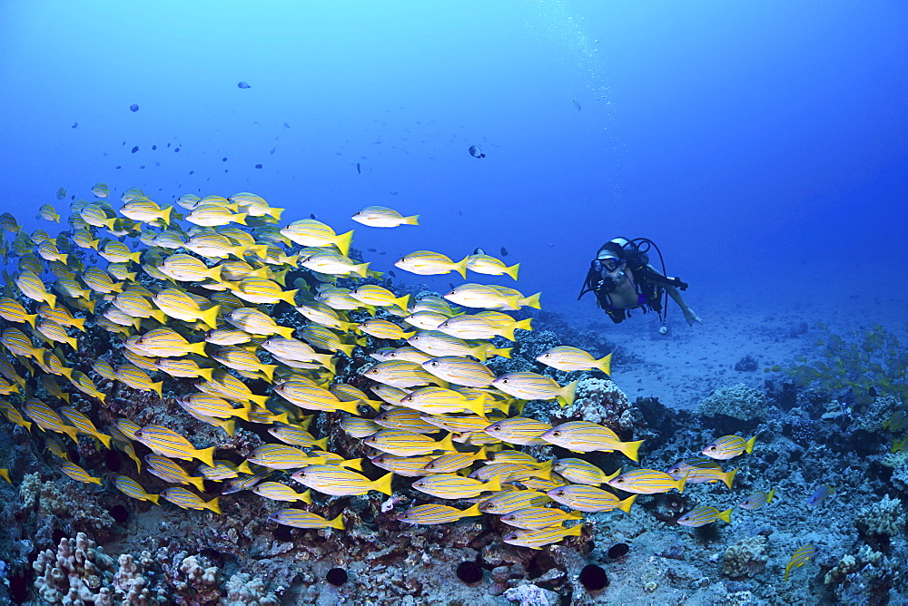 Hawaii, Maui, Schooling Bluestripe Snapper, (Lutjanus kasmira) and a diver.