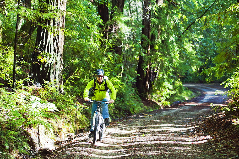 California, Big Basin Redwoods State Park, Man biking on trail in woods.