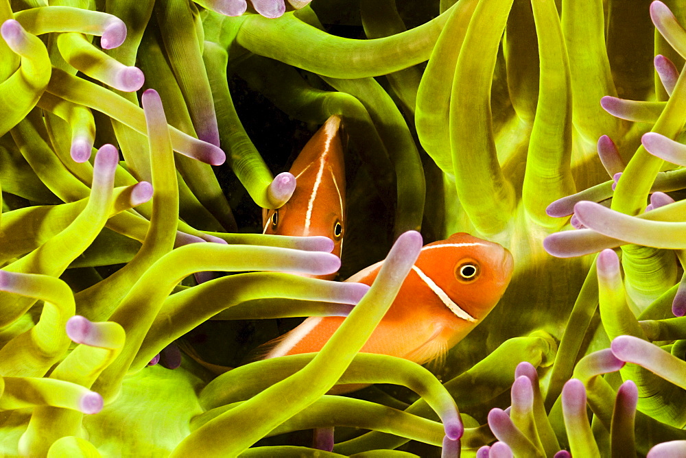 Indonesia, Clown Anemonefish (Amphiprion percula) hiding in anemone.