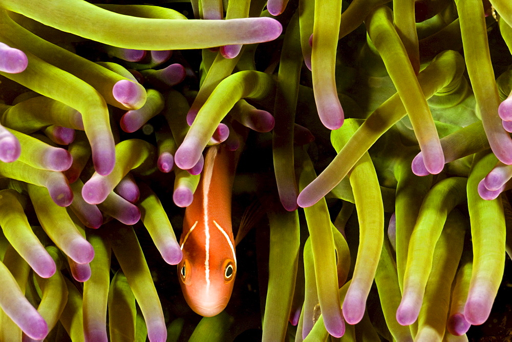 Indonesia, Clown Anemonefish (Amphiprion percula) hiding in anemone.