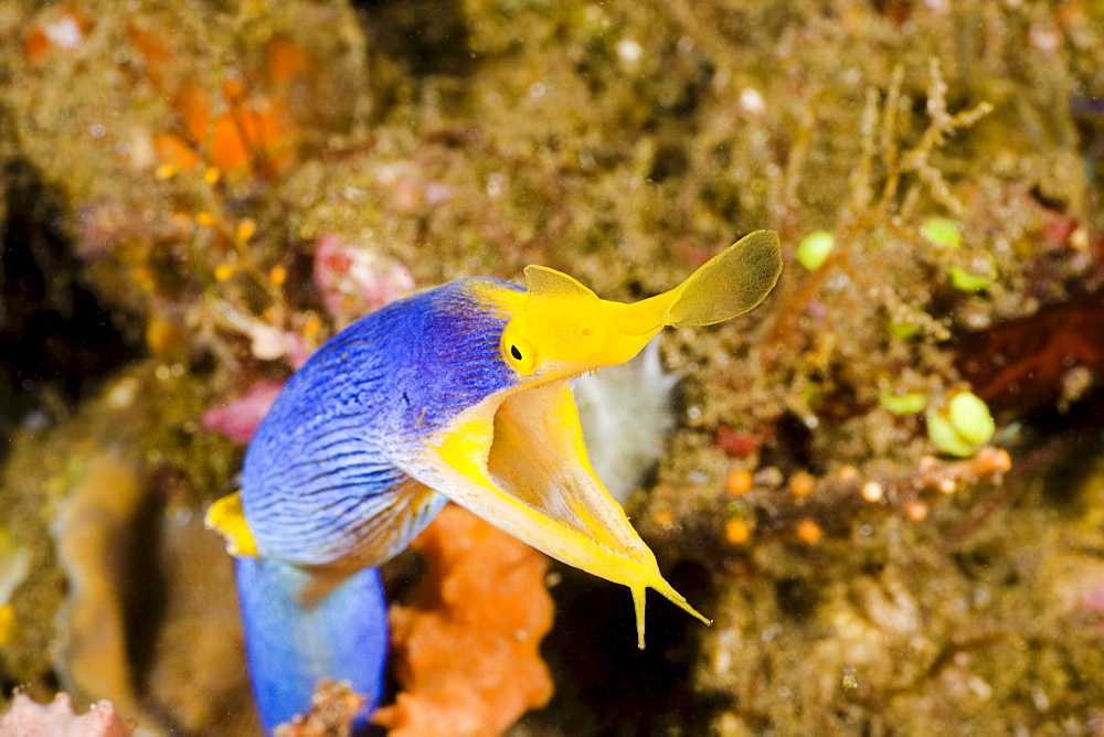 Indonesia, Bali, Blue ribbon eel (Rhinomuraena quaesita) head peeks from coral.