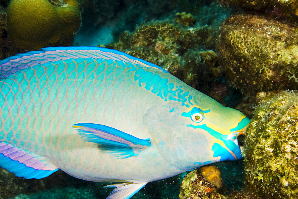 Netherlands Antilles. Bonaire, Blue Parrotfish (Scarus coeruleus) feeding on coral.