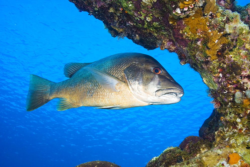 Netherlands Antilles, Bonaire, CUBERA SNAPPER, Lutjanus cyanopterus.