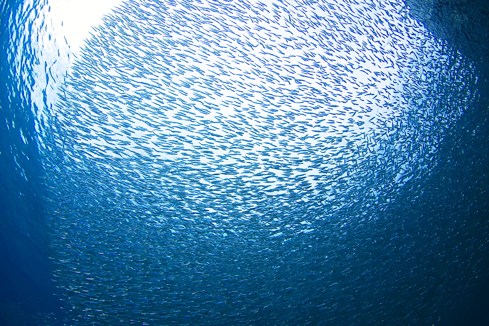 Caribbean, Bonaire, Schooling Baitfish.