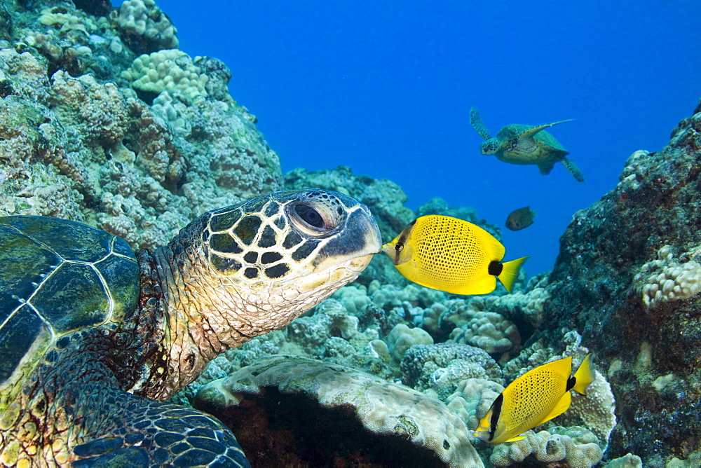 Hawaii, Green sea turtle (Chelonia mydas) an endangered species and a Butterfly Fish.