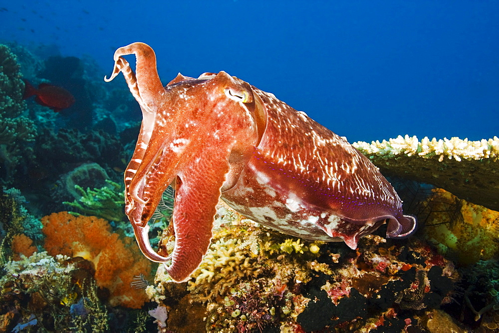 Indonesia, Komodo, Cuttlefish (Sepia Latimanus).