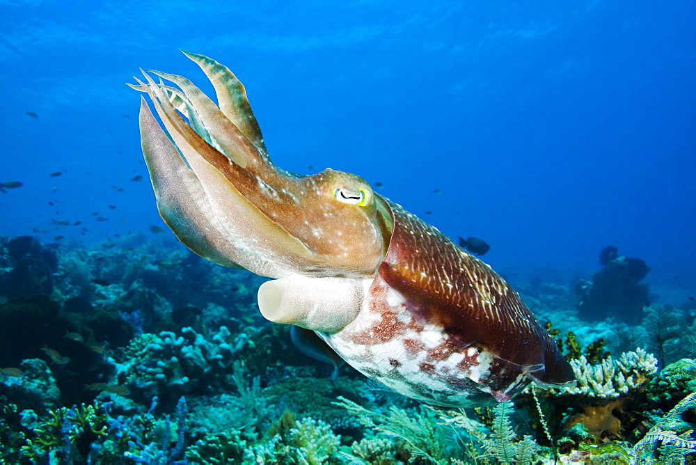 Indonesia, Komodo, Cuttlefish (Sepia Latimanus).