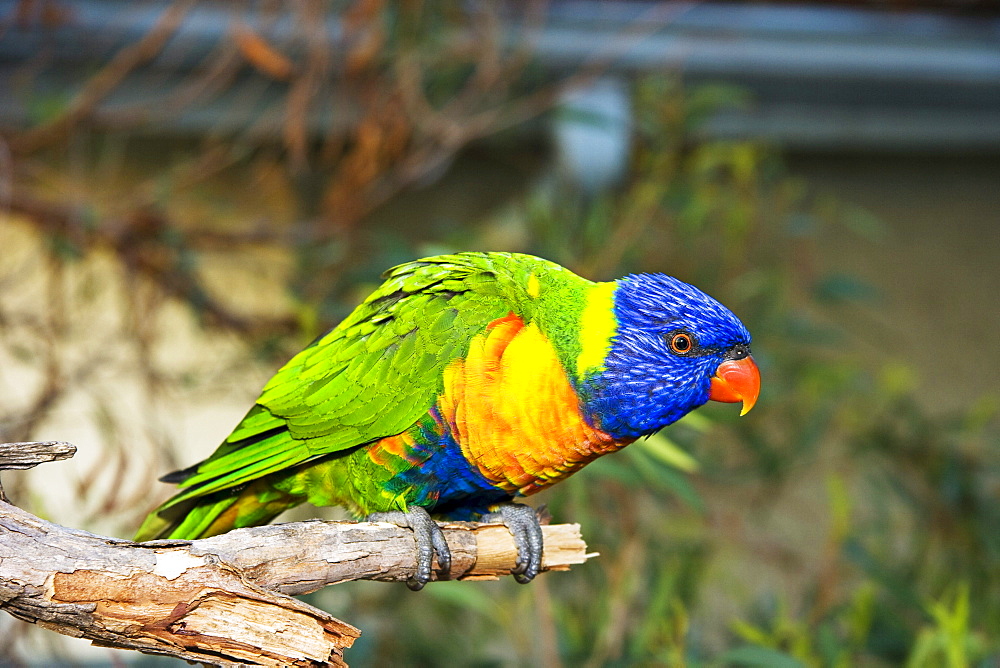 Australia, The Rainbow Lorikeet, Trichoglossus haematodus.