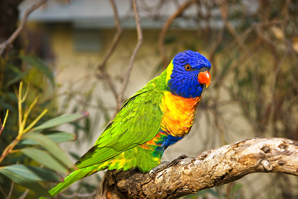 Australia, The Rainbow Lorikeet, Trichoglossus haematodus.