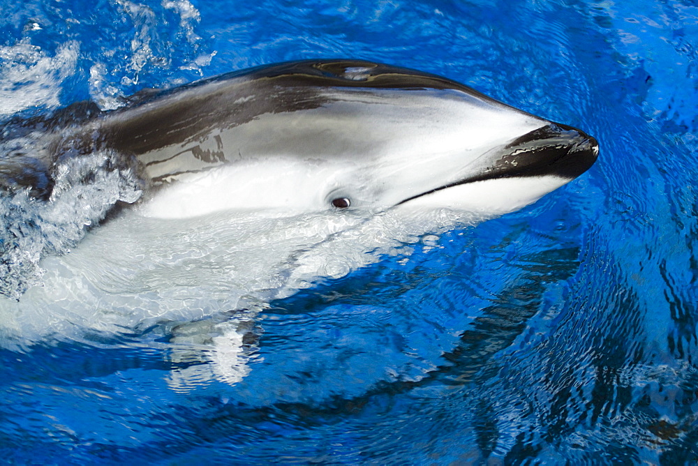 Canada, Pacific white-sided dolphin, Legenorhynchus obliquidens.