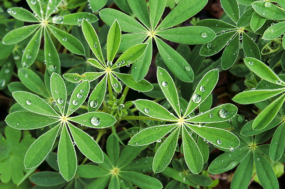 Oregon, Raindrops on Lupine leaves.