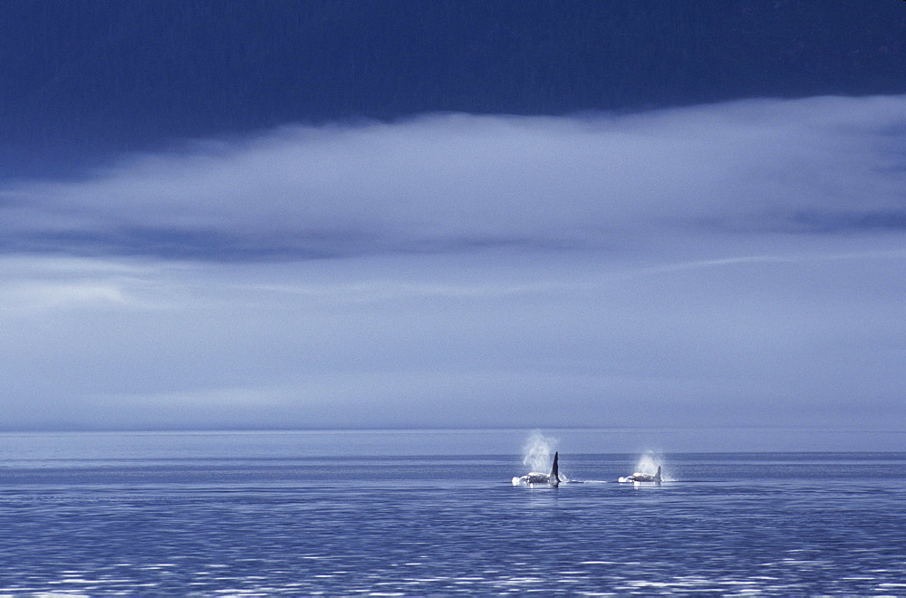 Canada, British Columbia, Johnstone Strait, Orca or Killer Whales (Orcinus orca) surfacing in calm water, Foggy sky.