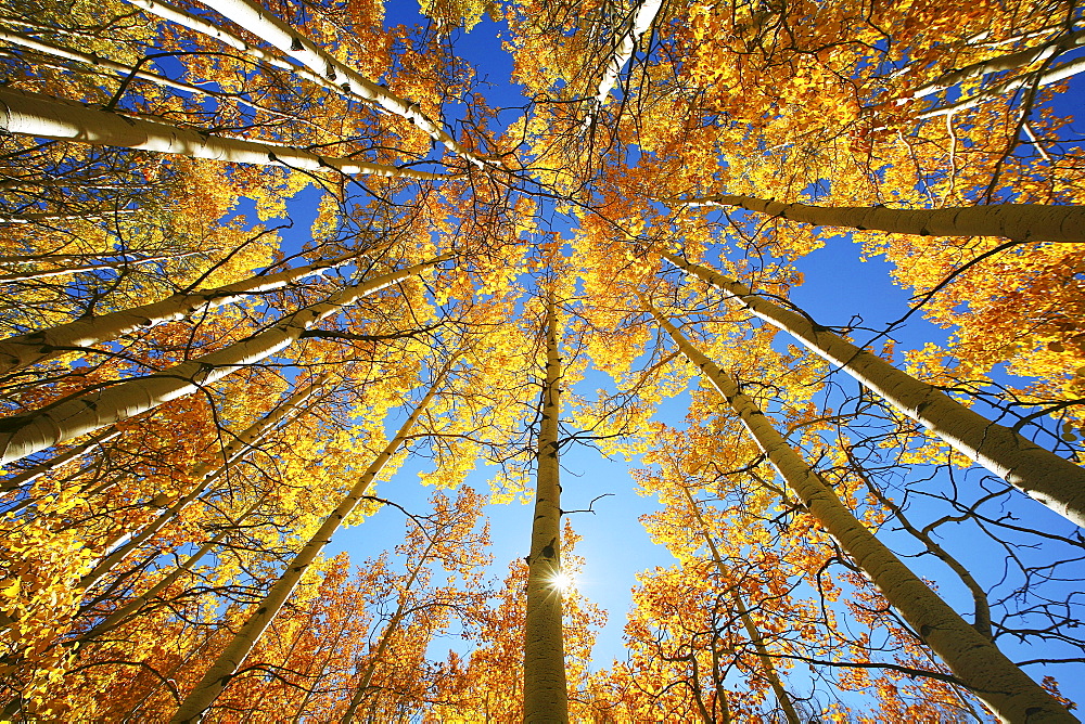 Colorado, Near Steamboat Springs, Buffalo Pass, Yellow aspen tree canopy.