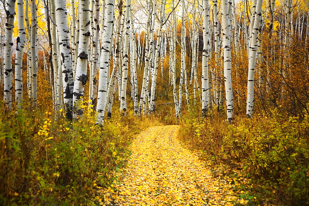 Colorado, Steamboat, Yellow aspen leaves on country road.